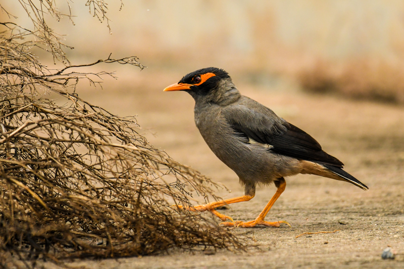Birds